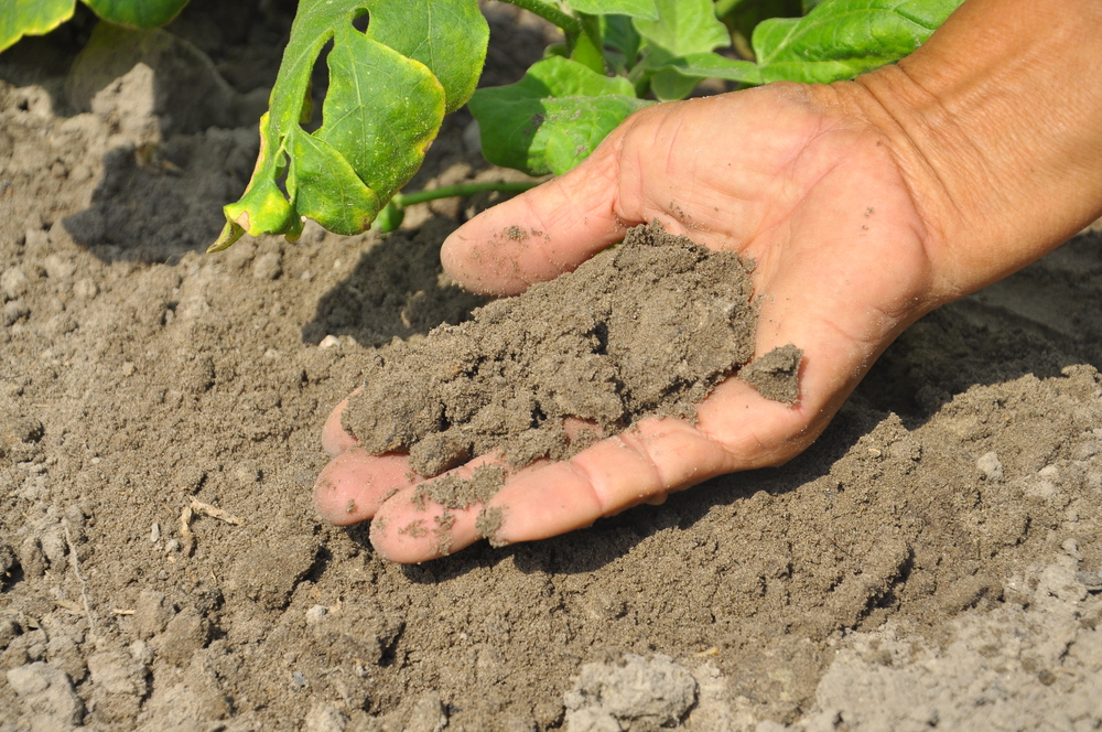 hand in soil